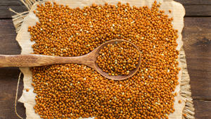 Venta Directa al por Mayor de Proteína Natural de Grado Alimenticio, Mijo Orgánico Blanco y Amarillo a Granel en Bolsas de PP de 25/50 kg - Product Image 2