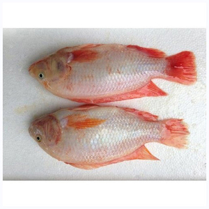 Pescado Tilapia Roja Congelada Fresca de Buena Calidad - Product Image 2
