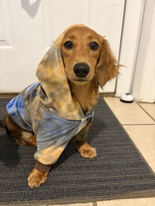 ZARSAH EXPORTS <b>Dog</b> Hoodie Cotton Warm Classic Comfortable All Seasons Pet <b>Clothes</b> <b>for</b> <b>Dogs</b> - Product Image 4