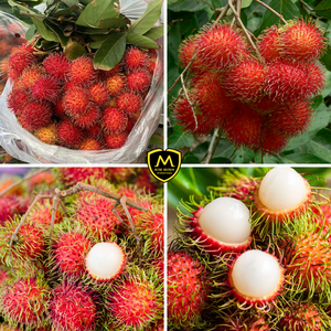Rambutan Vietnamita Fresco de Alta Calidad _ Fruta Tropical de Grado de Exportación para Compradores B2B - Product Image 4