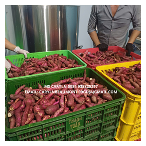 Cenoura Entera Congelada al Vapor IQF, Natural, con Piel Roja, Suministro a Granel para Servicios de Alimentación - CARYLN - Product Image 5