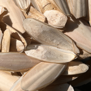 กระดูกปลาหมึกแห้งพรีเมียม เวียดนาม |   หลายขนาด 5-15 ซม. ขึ้นไป สำหรับนก เต่า หอยทาก และสัตว์เลี้ยง - Product Image 3