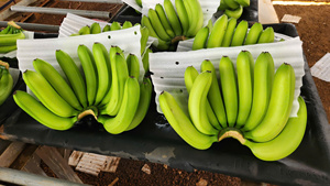 Banane verte fraîche entière, fruit tropical de variété courante du Vietnam, pour la vente au détail et en gros au Japon, en Corée et au Moyen-Orient - Product Image 4