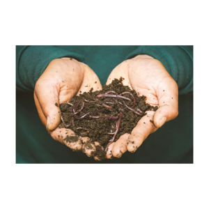 Engrais organique en gros à 100 % naturel, fabriqué à partir de compost de vers de terre - Product Image 6