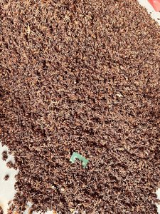 Autumn Star Dried Tu Quy (Anís estrellado) Tipo de procesamiento crudo Hierba de una sola especia de Vietnam - Product Image 6