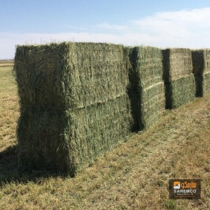Premium Quality Rhodes <b>Grass</b> Hay Bale for Livestock <b>Dried</b> Rhodes <b>Grass</b> Forage with Superior Digestibility High Protein Fiber - Product Image 2