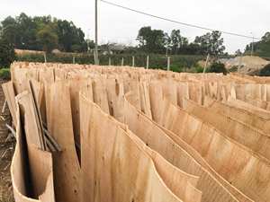 Más vendido - Chapa de madera natural - Chapa de caucho de 1-3 mm de grosor - Chapa de madera de Vietnam para China - Product Image 2