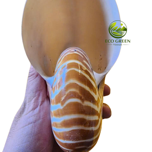 Concha Marina Espiralada Decorativa para Decoración de Casas de Playa, Acuarios y Interiores Rústicos - Product Image 1
