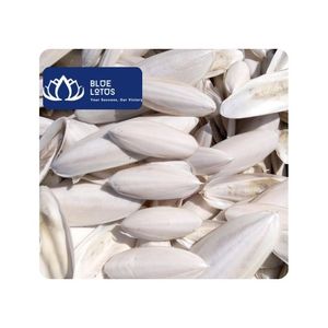 [ALTA CALIDAD] Hueso de Sepia con Alto Contenido de Proteínas para Aves, Peces y Enriquecimiento de Jaulas de Serpientes, Alimentación Diaria, 100% Natural, Exportación Vietnam - Product Image 1