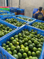 Verse Premium Kwaliteit Donkergroene Vietnamese Zaadloze Limes (4,5kg) voor Koken en Dranken