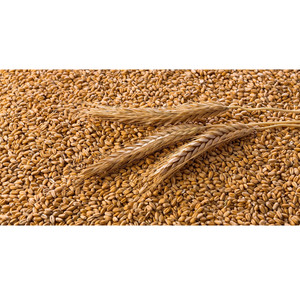 Blé tendre de qualité supérieure, prêt à expédier, vente en gros, qualité alimentaire, vente en vrac, qualité premium, approvisionnement pour l'exportation - Product Image 6