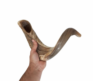 Shofar Auténtico de Cuerno de Carnero Ecológico, Hecho a Mano y Pulido, Instrumento Judaico para Oración y Ceremonias Religiosas - Product Image 1
