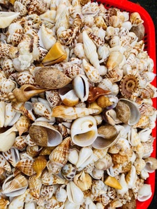 Adornos de Conchas Marinas Naturales Hechos a Mano en Varias Formas, Conchas Marinas para Proyectos Creativos de Bricolaje y Regalos de Decoración del Hogar - Product Image 5