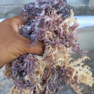 สาหร่ายคอตตอนนีสีม่วงเวียดนามเกรดพรีเมียม แบบดิบแห้ง สำหรับใช้เป็นวัตถุเจือปนอาหารและสารเพิ่มความหนืดในการผลิต - Product Image 1