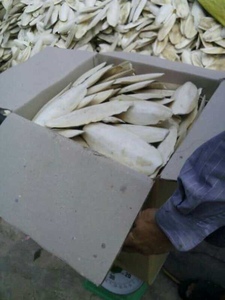 ผู้จัดจำหน่ายกระดูกปลาหมึกคุณภาพสูง ขนาด 3-9 ซม. บรรจุกล่อง 10 กก. สำหรับนก บำรุงสุขภาพจะงอยปากและเสริมแคลเซียม 19.3 - Product Image 2