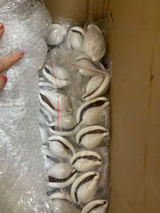 Conchas de Cauri Blancas de Gran Tamaño, 6-7 cm, Conchas Pulimentadas de Vietnam para Manualidades, Joyería y Decoración del Hogar - Product Image 2