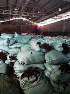 สาหร่าย Sargassum แห้งเวียดนามและผงสาหร่ายสำหรับอาหารสัตว์ในราคาที่เหมาะสมลิมา - Product Image 2