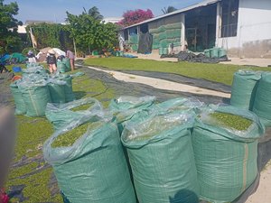 HOT 2024 Exporting Top Quality Green Seaweed Powder - Ulva Lactuca From Vietnam Bulk Export/ Ms.Thi - Product Image 3