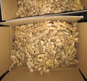 Jengibre fresco de Vietnam de alta calidad ofrecido a granel para compradores mayoristas en la industria alimentaria y los mercados de comercio global - Product Image 5