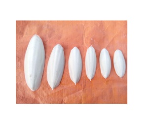 ก้างปลาปลาหมึกอบแห้งผลิตจากเวียดนาม - Product Image 6