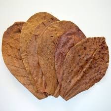 Hojas de Catappa (Almendro de la India) de 11 cm a 18 cm (4 a 7 pulgadas) 20 Unidades Accesorio para Mascotas de Acuario de Primera Calidad - Product Image 5