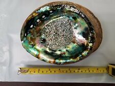 Mixed Size Abalone Shell Raw and Polished Seashell Vietnam Factory Bulk Manufacturer Export Supply - Product Image 2