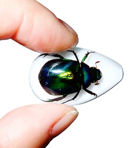 Colorful Scarab Beetle Real Specimen Plastic Cabochon Pear Cut <b>Top</b> 33x22 mm White Flat Bottom for Crafts and Jewelry Making - Product Image 2