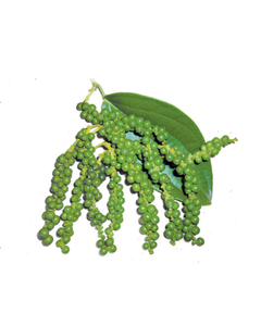 Pimienta verde seca 100% pura, grado A, certificada HALAL/HACCP, 25 kg/bolsa, para marinar carne y platos. - Product Image 2