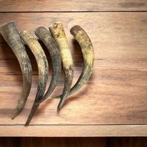 Premium Natural Buffalo Horn <b>Tuffie</b> Cut Dog Chew Handmade Waterproof TIMELESS CRAFT Brand Custom Size for Strong Chewers Long - Product Image 4