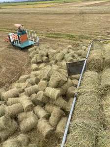 Pellets de Paja de Arroz de Baja Humedad, Esterilizados con Calor a 120 Grados, Alta Densidad, 2-4cm, Alimento para Animales, Rumiantes, Granjas Lecheras - Product Image 3