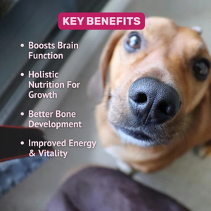 Complément alimentaire premium biologique pour chiens, multivitamines à croquer 11-en-1 pour le bien-être quotidien, soutien immunitaire, cutané, digestif et articulaire, OEM ODM - Product Image 3