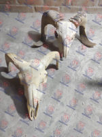 Crâne et cornes de mouton et de chèvre authentiques, 100% naturels, polis, écologiques, art populaire, décoration intérieure, souvenir, inspiration ancienne