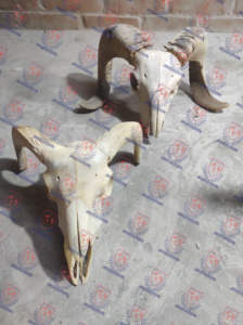 Cráneo de Oveja, Cabra o Carnero Genuino con Cuernos, 100% Real y Natural, Decoración para el Hogar y Recuerdo de Inspiración Antigua - Product Image 4