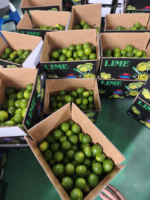 Citron vert frais du Vietnam – Peau vert vif, agrumes juteux pour les importateurs de Malaisie