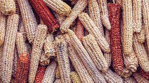 Briquetas de Mazorca de Maíz de Alta Calidad a Precio de Fábrica, Combustible Ecológico para Barbacoa, Calefacción, Cocina, Energía Industrial - Product Image 2