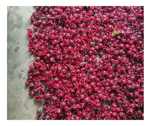 Flores de Alcachofa Enteras de Alta Calidad de Vietnam para Exportación, Té de Flor de Hibisco Seca Premium - Capullos de Rosella Roja Natural - Product Image 2