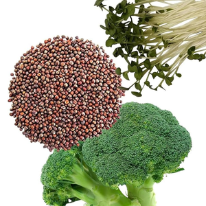 Bán buôn Chất lượng cao hữu cơ tự nhiên Bông Cải Xanh hạt giống trong đóng gói số lượng lớn 2025 - Product Image 2