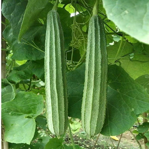 Esponjosa calabaza orgánica que crece en una planta trepadora en un entorno natural de jardín al aire libre, simbolizando la alimentación saludable. - Product Image 3