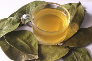 Feuilles de corossol vietnamien séchées au soleil de qualité supérieure, pur bio et aromatique, soigneusement sélectionnées pour une exportation saine - Product Image 5