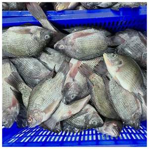 PESCADO DE TILAPIA NEGRO CONGELADO DE PRIMERA CALIDAD / PRODUCIDO DE MANERAS SOSTENIBLES / EMBALAJE PARA EXPORTACIÓN A GRANEL / Sra. Alina - Product Image 5