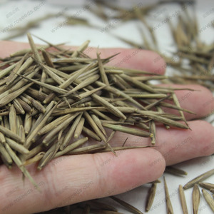 Semillas de Bambú Dendrocalamus Strictus de Crecimiento Rápido, Sin GMO, 90-95% de Germinación, 10-12 Días, Altura de Cultivo de 40-60 pies, Semillas de Bambú Sin GMO - Product Image 4