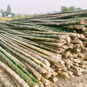 Fournisseur en gros de poteaux en bambou du Vietnam de qualité supérieure pour la construction, les meubles et les applications industrielles - Product Image 1