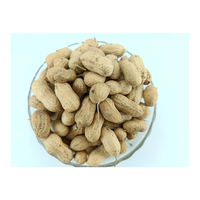 Amandes d'arachide indiennes de qualité export (Java 60/70) 7-9% d'humidité, tailles personnalisables, options d'emballage multiples, conformes aux normes Aflatoxine