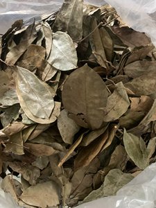 Exportación de Hojas Secas de Guanábana (Graviola) de Vietnam, Ingrediente Vegetal Natural para la Elaboración de Bebidas, Suministro a Granel - Product Image 3