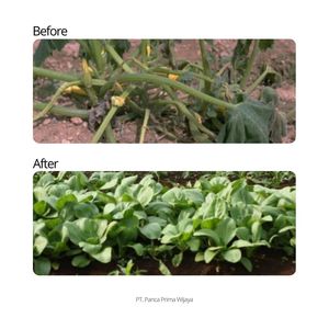 ปุ๋ยกัวโนออร์แกนิกคุณภาพสูง สารปรับสภาพดินชนิดเม็ด ฟอสเฟตสูง สารอาหารพืชจากธรรมชาติ 250 กรัม - Product Image 4