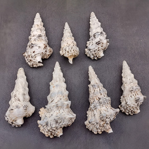 เปลือกหอยคุณภาพดีจากเวียดนาม สำหรับตกแต่งตู้ปลาทะเล ราคาดีที่สุด - Product Image 2