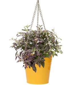 Pots à fleurs suspendus modernes avec chaînes, noirs et marron, pour plantes vertes d'intérieur et d'extérieur - Product Image 6