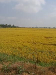 ข้าว KDM คambodia ข้าวหัก 5% ขายส่งโดยตรงจากภาคใต้ของแม่น้ำเมกงไปยังสหภาพยุโรป ออสเตรเลีย นิวซีแลนด์ คุณเอ-ไออาร์ - Product Image 2