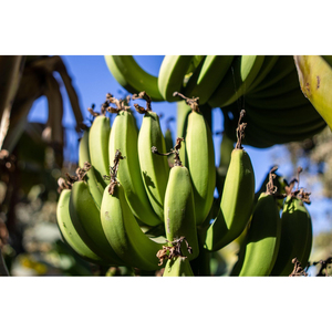 Plátanos Cavendish Verdes Frescos de Granja, Plátanos Crudos para Cocinar Saludablemente, Hervir y Satisfacer las Necesidades Nutricionales Diarias - Product Image 2