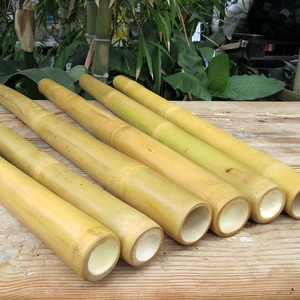 Bastones de bambú 100% natural, palos de caña de bambú de alta calidad, venta al por mayor de Vietnam para la exportación - Product Image 1